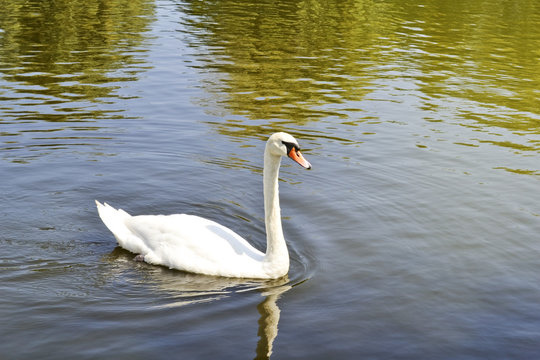 White swan on a water