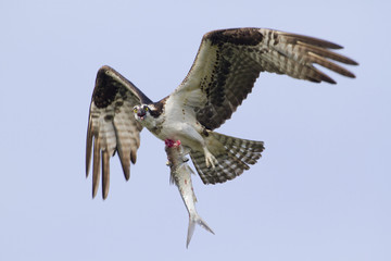 Osprey (Pandion haliaetus) flying with a caught fish, Florida, USA