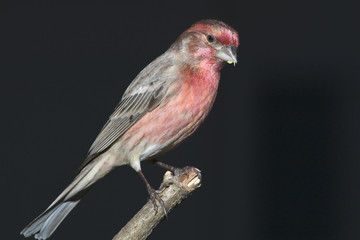 Male house finch (Haemorhous mexicanus) on a perch, Atlanta, Georgia, USA