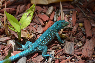 Fototapeta premium Common Aruban Whiptail Lizard in a Brilliant Shade of Blue