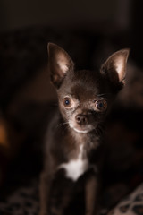 Chocolate brown Chihuahua with white chest portrait close-up on black background