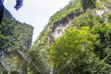 a landscape with a decorative tropical foliage in the garden on the island of Phuket