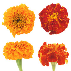 flowers of marigold on a white background