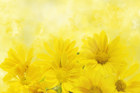 Fototapeta floral background with yellow chrysanthemum 