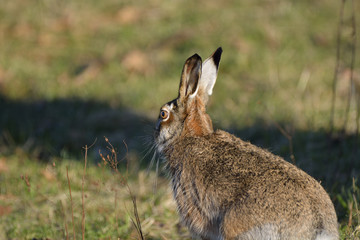sitting hare