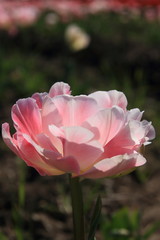 Fototapeta premium チューリップ