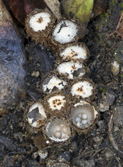 bird's nest fungus ( cyathus striatus ) born on wood