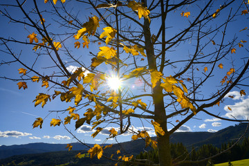 autumn Tree