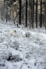 Forest plants covered with snow feather-blanket