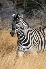 Zebra (Equus quagga) - Etosha National Park - Namibia
