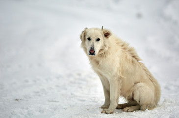 Big white dog in the snow