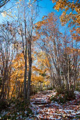紅葉と雪　冬の訪れ　国設滝野すずらん丘陵公園