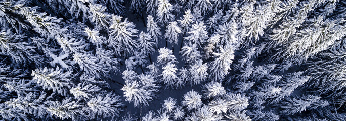 aerial flight with drone over coniferous forest in winter in austria in salzburg