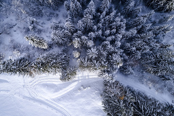 aerial flight with drone over coniferous forest in winter in austria in salzburg