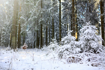 Winter sunshine through fir trees.