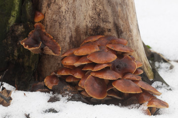Flammulina velutipes mushrooms