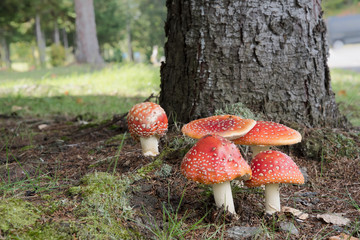 森に群生するベニテングダ / 毒キノコのイメージ