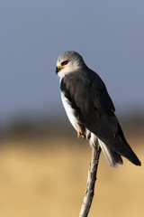 Black-shouldered Kite - Etosha National Park - Namibia