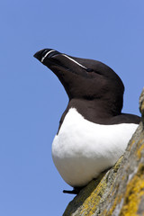Razorbill - Island of Lunga - Scotland