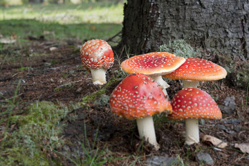 森に群生するベニテングダ / 毒キノコのイメージ