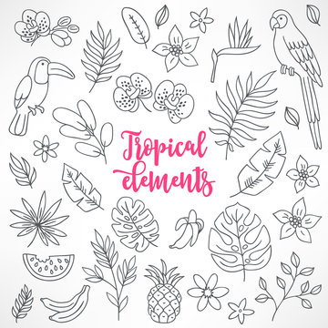 Set of contour tropical elements. Toucan, macaw, bamboo, pineapple, orchid