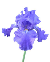 iris flower