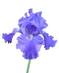 Tischdecke Iris Blume © Hanna