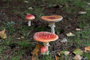 森に群生するベニテングダ / 毒キノコのイメージ