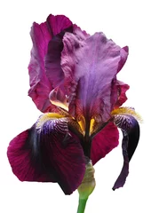 Deurstickers irisbloem © Hanna