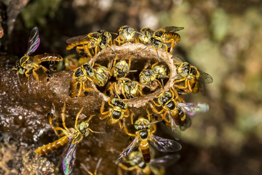 Jataí bee colony macro photo -  Bee Tetragonisca angustula