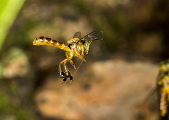 Jataí bee flying macro photo -  Bee Tetragonisca angustula
