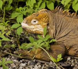 Land Iguana - Galapagos Islands - Ecuador