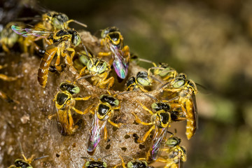 Jataí bee colony macro photo -  Bee Tetragonisca angustula