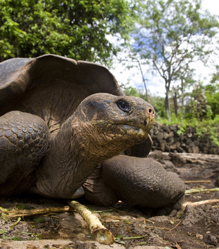 Giant Tortoise (Geochelone elephantopus) - Galapagos Islands