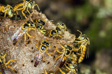 Jataí bee colony macro photo -  Bee Tetragonisca angustula
