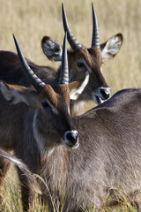 Waterbuck - Okavango Delta - Botswana