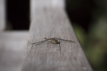 Libelle