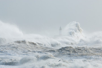 Newhaven, Sussex, Stormy Seas With Wave Crashing against Sea Wall.  Lighthouse Partially Visible Behind.  Seagull Flying Through Spray.