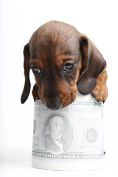 Dachshund dog puppy money dollar