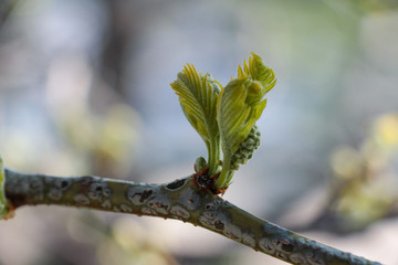 Landschaft Aufnahmen in Canada von Natur, Gebirge, Tier und Architektur