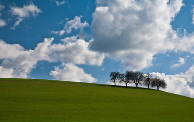 Frühling ohne Blätter I