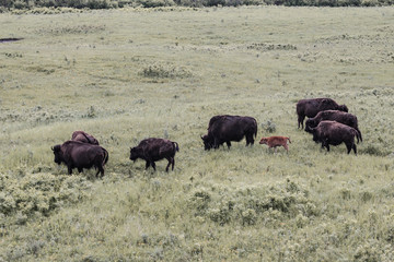 Landschaft Aufnahmen in Canada von Natur, Gebirge, Tier und Architektur