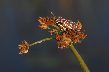 Obraz premium Painted Reed Frog - Okavango Delta - Botswana