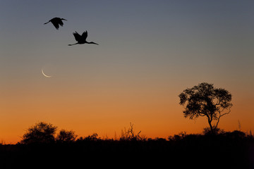 Yellow-billed Storks at sunset in the Okavango Delta - Botswana
