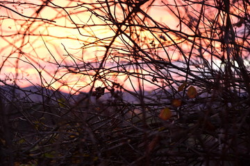 Äste Sonnenuntergang