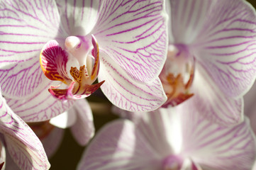 orchidee luce