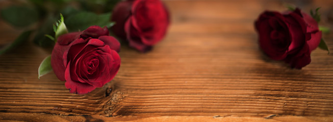 Beautiful red roses for valentines day