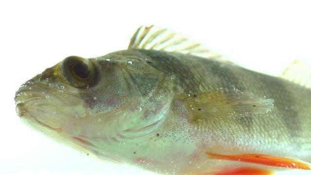 wild fish underwater closeup