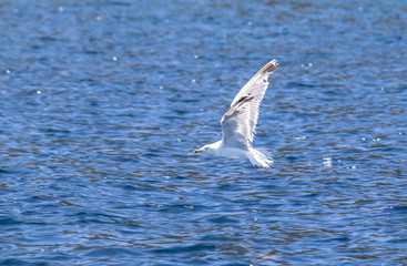 Seagull flying over the sea