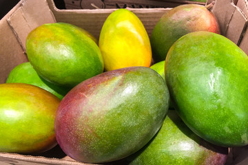 Fresh mangoes